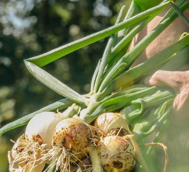 Proef zaaiuien met Agromaster<sup>®</sup>