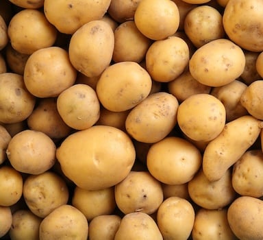 Aardappelproef met Agrocote<sup>®</sup> Max in België