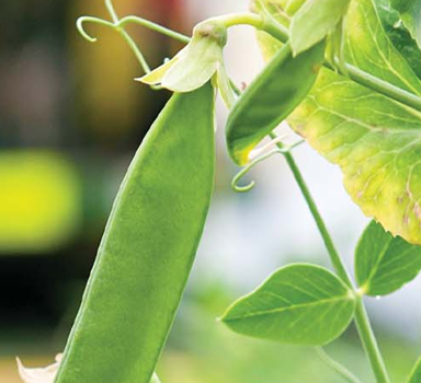 Proef erwten met Polysulphate in het VK