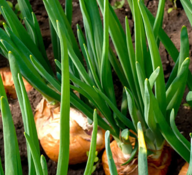 Agromaster<sup>®</sup> proefresultaten met uien in Polen