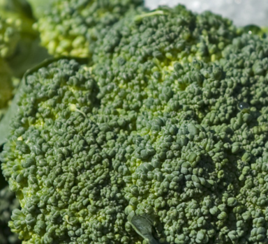 Agrocote<sup>®</sup> Max proefresultaten met broccoli