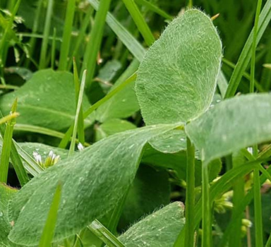 Grasklaver biologische teelt