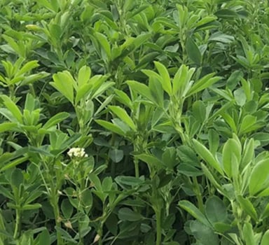 Proef luzerne met Polysulphate in Frankrijk