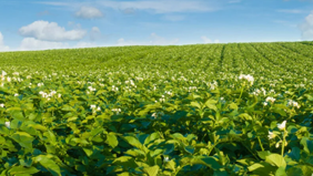 Polysulphate: perfect voor NPK-bemesting