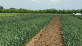 Significante conclusies na proeven met Polysulphate meststof