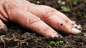 Gebruik Polysulphate voor een lagere CO2-voetafdruk in je teelt