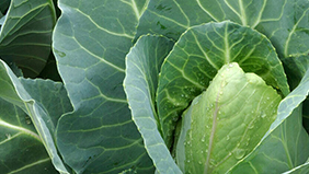 Polysulphate levert de voedingsstoffen die kool nodig heeft