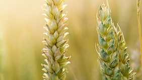 Polysulphate succesvol in Europese velden