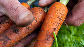 Biologische certificering voor Polysulphate meststof van ICL