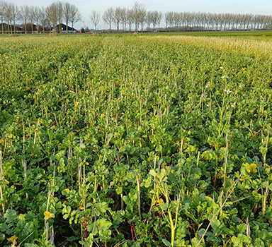 Groen goud: Polysulphate transformeert vanggewassen