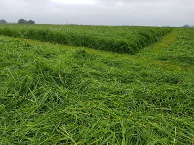 ICL Potashplus en Polysulphate voor kalium tekort op grasland