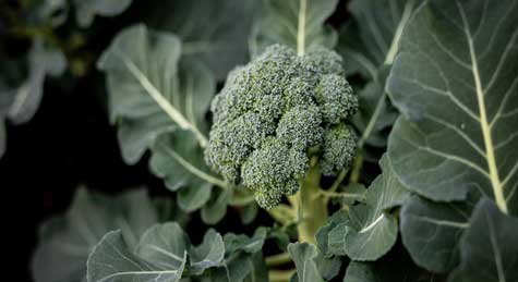 Broccoli