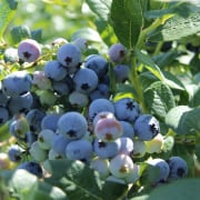 Crop image