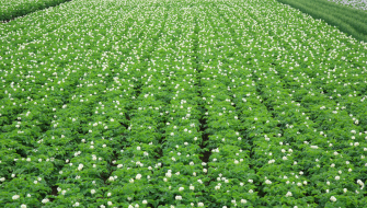 Waarom Nutrient Use Efficiency zo belangrijk is