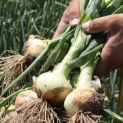 Crop image