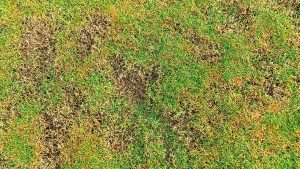 Brown patch oftewel de bruine vlek grasziekte is een zomerziekte. Warme vochtige dagen met hoge temperaturen maken het gras vatbaarder.