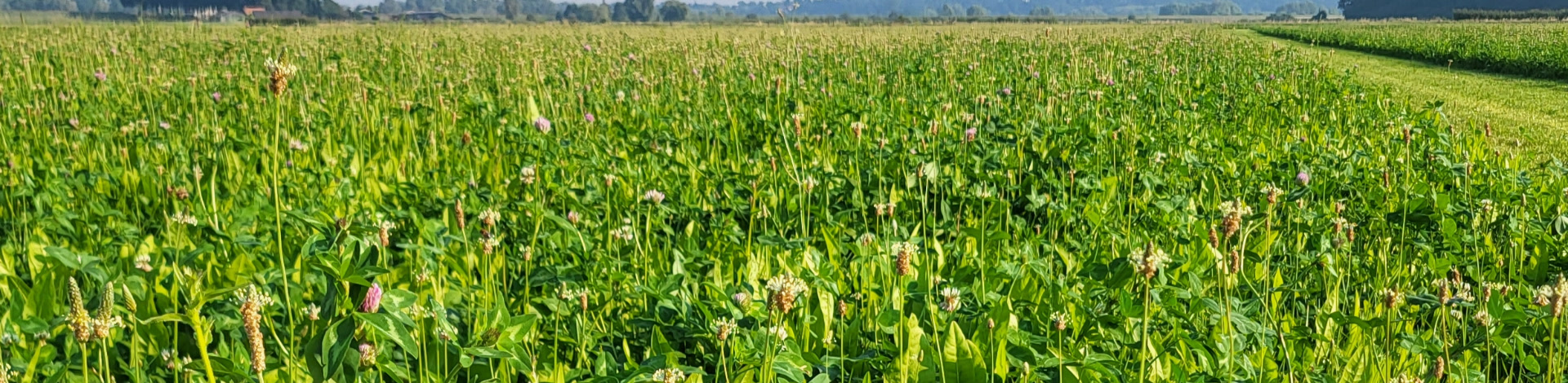 Haal meer uit kruidenrijk grasland