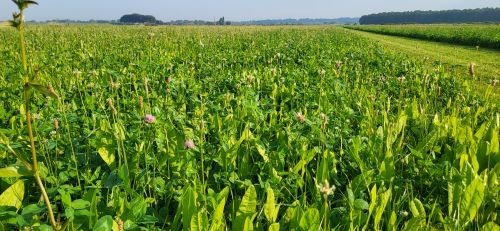 grasland met polysulphate
