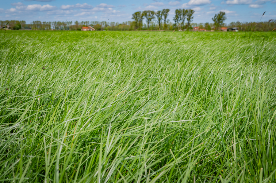 Bemestingsproef op kruidenrijk grasland
