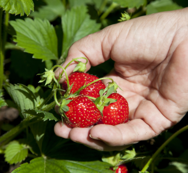 Agroblen voor aardbeien: efficiënt en betrouwbaar