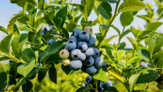 Bladbemesting: effectieve oplossing bij plantstress en strengere bemestingsregels