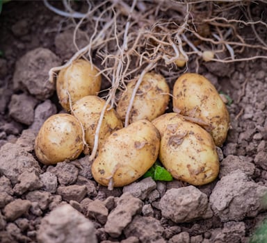Aardappelproef met Agromaster® CRF in Duitsland