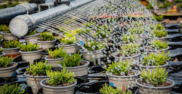 Waarom is het belangrijk om een wetting agent te gebruiken in veenvrije substraten?