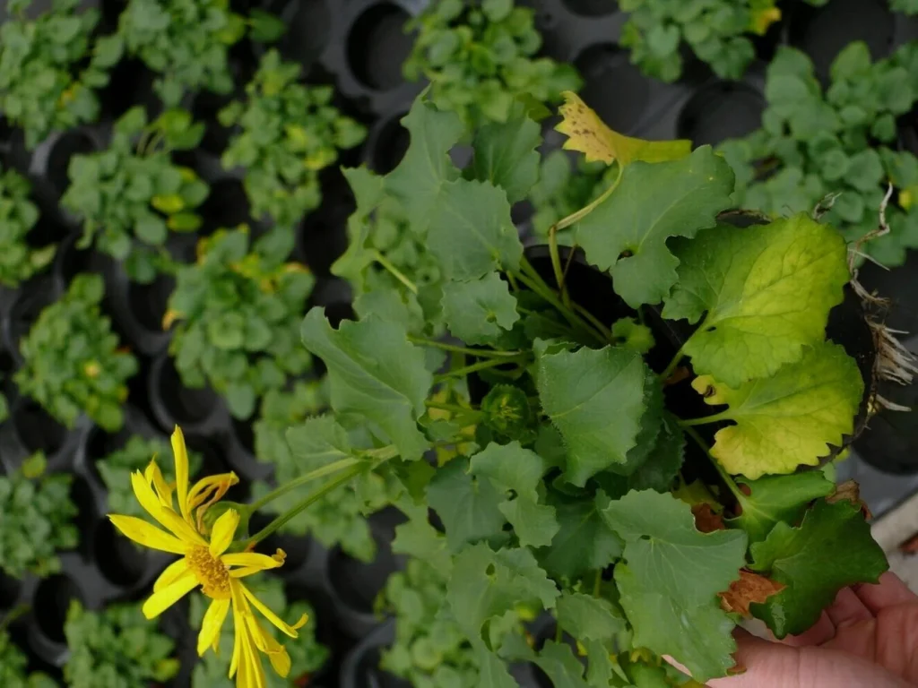 Doronicum stikstof tekort