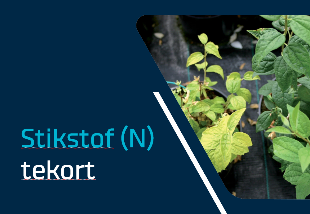 Herken de symptomen van een stikstof tekort