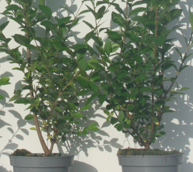 Ligustrum | Een goede keuze van spoorelementen verzekert een perfect gewas