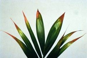 gebreksverschijnselen, nutriëntentekorten, voedingsstoffengebrek - Kalium (Potassium) tekort bij planten, Hoe herken je een kaliumtekort?Wat doet een kaliumtekort bij een plant. Zichtbare gebreksverschijnselen door een gebrek aan Kalium. Hoe herken je een kaliumtekort?