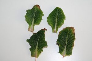 gebreksverschijnselen, nutriëntentekorten, voedingsstoffengebrek - Kalium (Potassium) tekort bij planten, Hoe herken je een kaliumtekort?Wat doet een kaliumtekort bij een plant. Zichtbare gebreksverschijnselen door een gebrek aan Kalium. Hoe herken je een kaliumtekort?