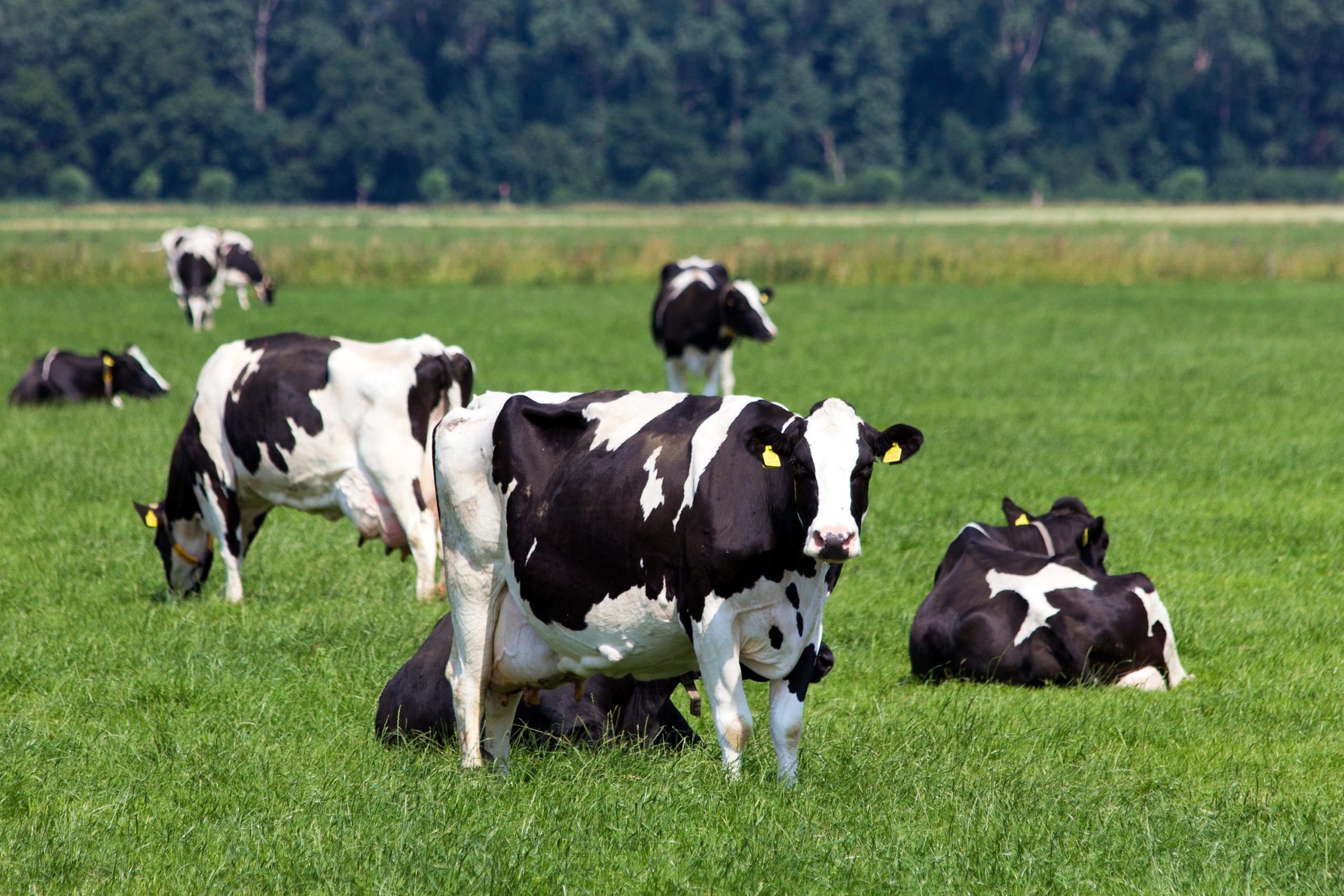Seleniumbemesting met Polyselenium voor de vruchtbaarheid en weerstand van melkvee