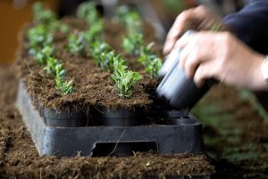 H2Gro zorgt voor een vermindering in uitdroging of overmatige drainage in substraten TITEL: Oppotten potplanten in substraat