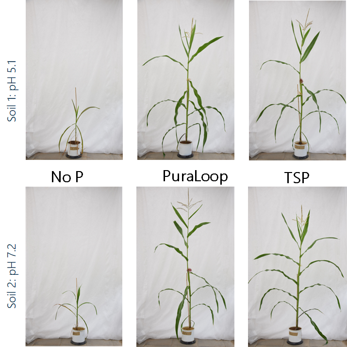 Puraloop trial in demo mais