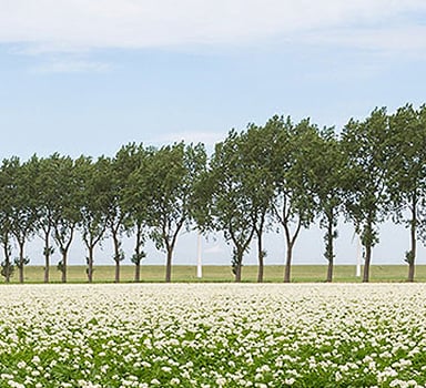 Polysulphate Potato Trial in The Netherlands