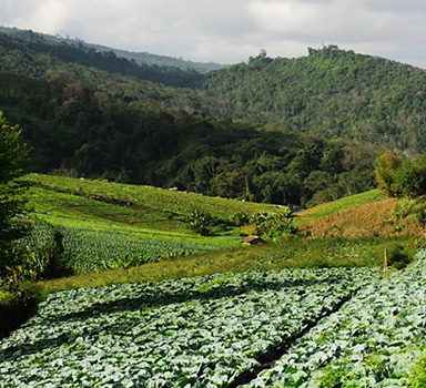 Polysulphate Cabbage Trial in Vietnam