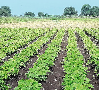 Polysulphate Bean Trial in Brazil