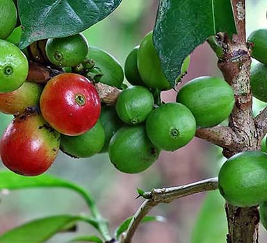 Polysulphate Coffee Trial in Vietnam