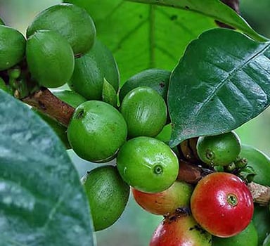 Polysulphate Coffee Trial in Vietnam