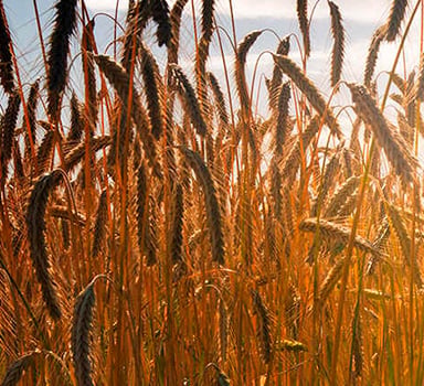 Winter Wheat Trial with Agromaster<sup>®</sup>