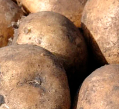 Improving Potato Yield and Starch