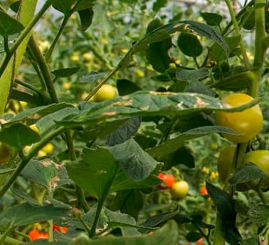 Polysulphate Tomato Trial in Israel