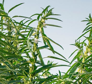 Sesame Trial with Polysulphate in India