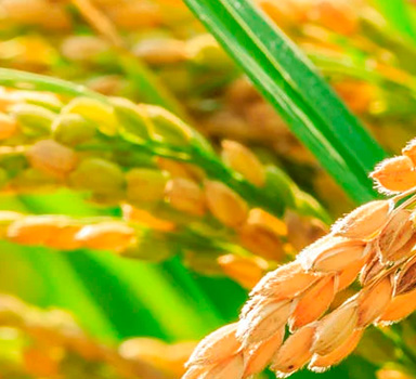 Polysulphate Rice Trial in Indonesia