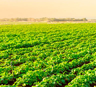 Polysulphate Potato Trial in Greece