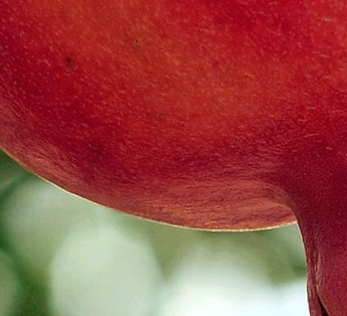 Polysulphate Pomegranate Trial in China