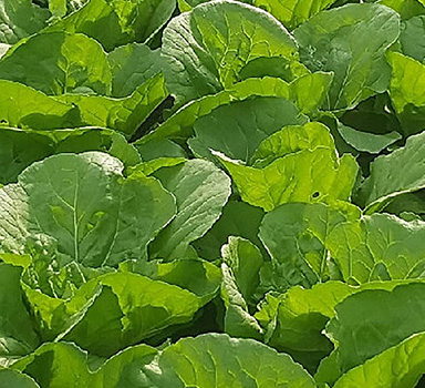 Polysulphate Pak Choi Trial in China