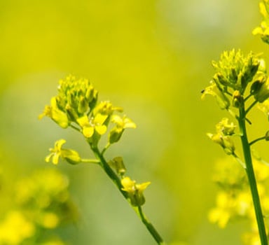 Polysulphate Mustard Trial in India