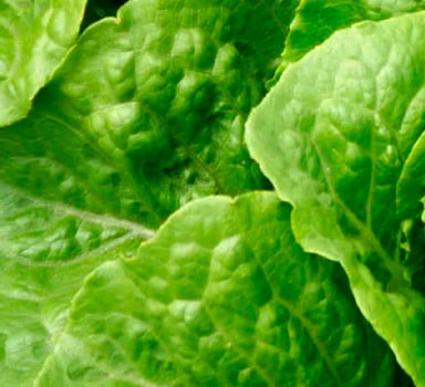 Polysulphate Lettuce Trial in Israel